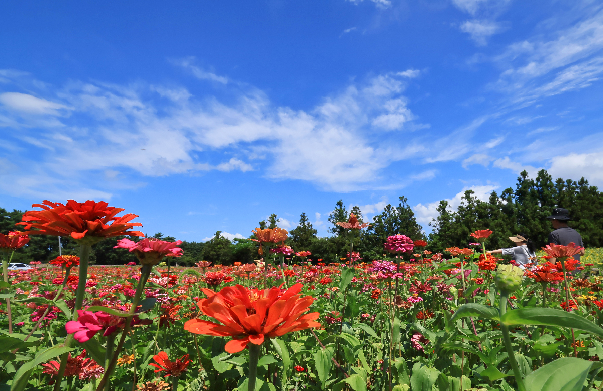 On the afternoon of Aug. 22, the day before Cheoseo, the 14th of Korea's 24 solar terms under the lunar calendar signifying the traditional end of the summer heat, the Historic Site of the Anti-Mongolian Struggle in the picturesque village of Hangpadu-ri of the town of Aewol-eup on Jeju Island features a field of blooming baekilhong (common zinnias).