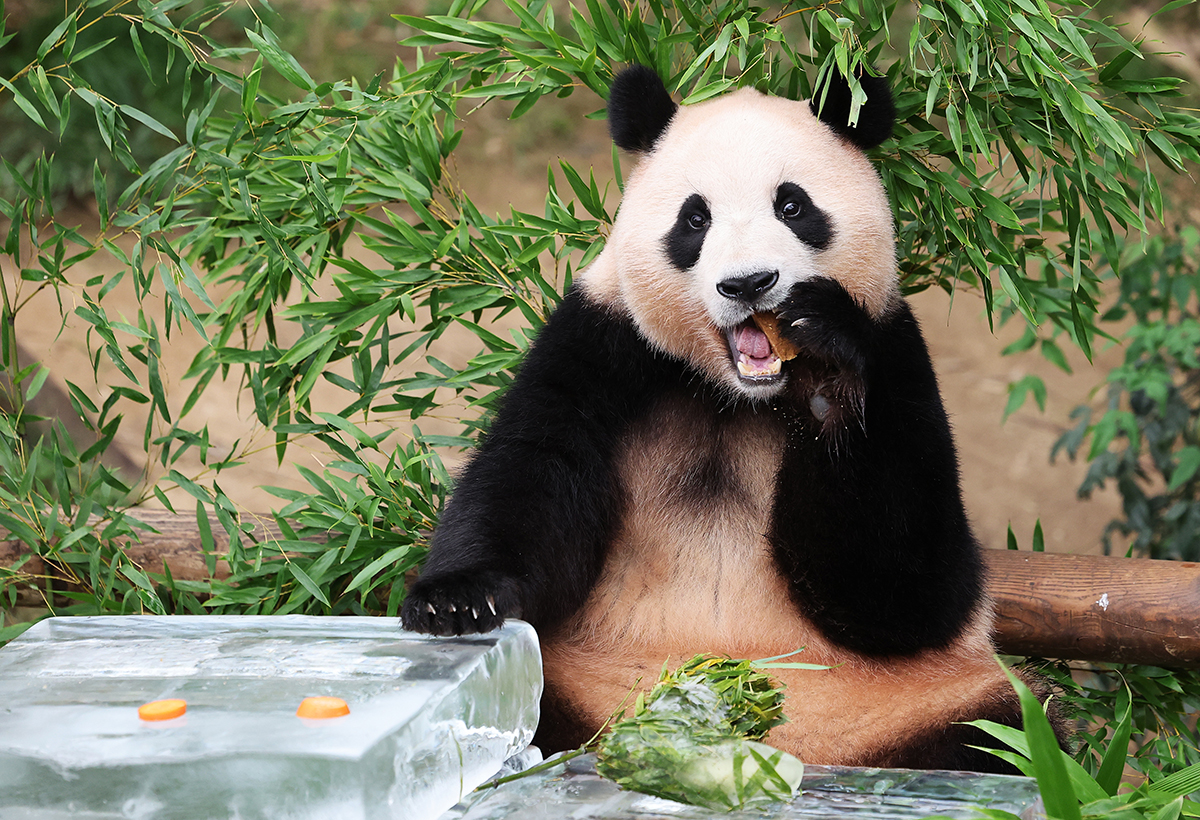 Fu Bao, the first giant panda born in Korea through natural breeding, on the morning of Aug. 24 eats a treat prepared on an ice flat by her handlers at the theme park and zoo Everland in Yongin, Gyeonggi-do Province.