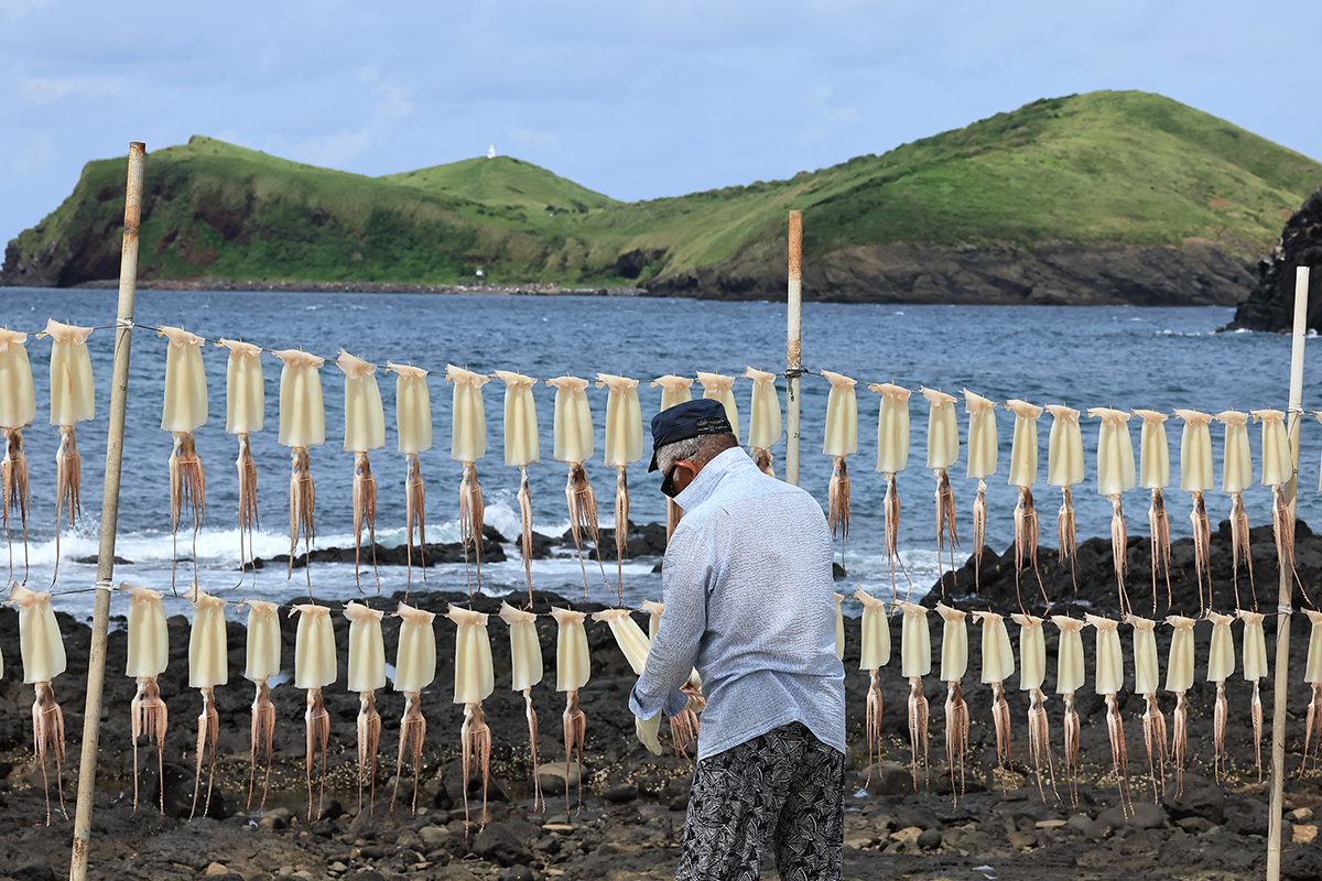 A fisherman on the morning of Aug. 28 checks his squid hanging by Jagunae Port in the village of Gosan-ri on Jeju Island's Hangyeong-myeon Township.