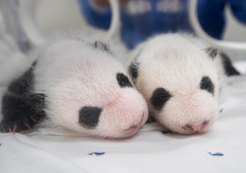 This photo taken on Aug. 6 by Everland shows the twin cubs showing the distinctive black marks of giant pandas around their eyes, ears, shoulders, arms and legs. 