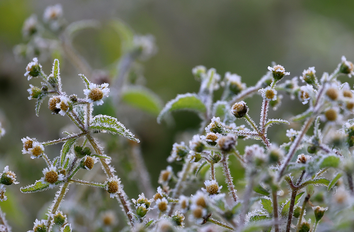 Frost on the morning of Oct. 6 falls on flowers at Daegwallyeong Pass in Pyeongchang-gun County, Gangwon-do Province, where the low fell to minus 0.5 degrees Celsius. The first frost and ice of autumn were observed in this region.