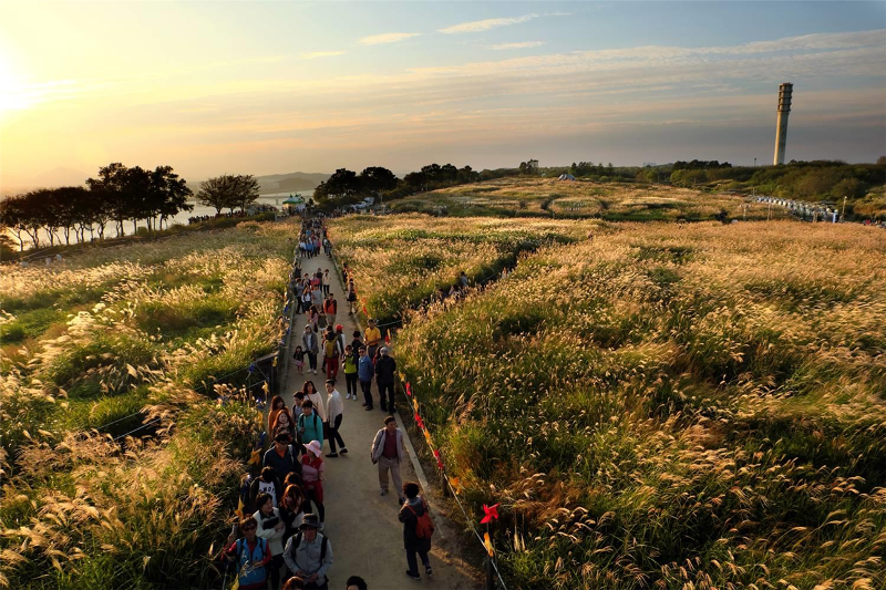 Eoksae-gil (Silver Grass) Trail at Haneul Park in Seoul's Mapo-gu District is one of the 99 fall foliage paths in the capital announced on Oct. 19 by the Seoul Metropolitan Government.