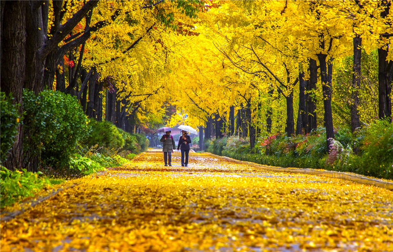 Wiryeseong-gil Trail in Seoul's Songpa District is one of the 99 fall foliage paths in the capital announced on Oct. 19 by the Seoul Metropolitan Government.