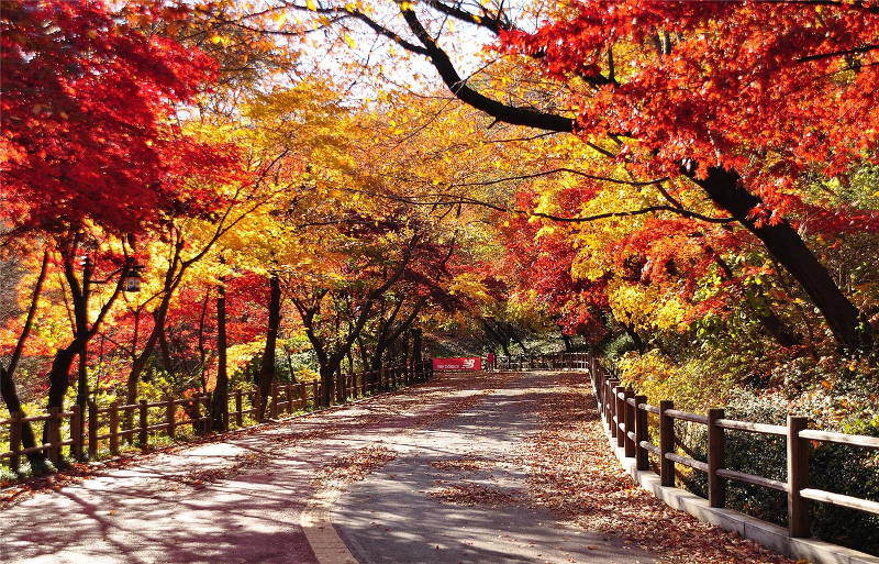 The northbound circular trail at Namsan mt. Park in Seoul's Jung-gu District is one of the 99 fall foliage paths in the capital announced on Oct. 19 by the Seoul Metropolitan Government.