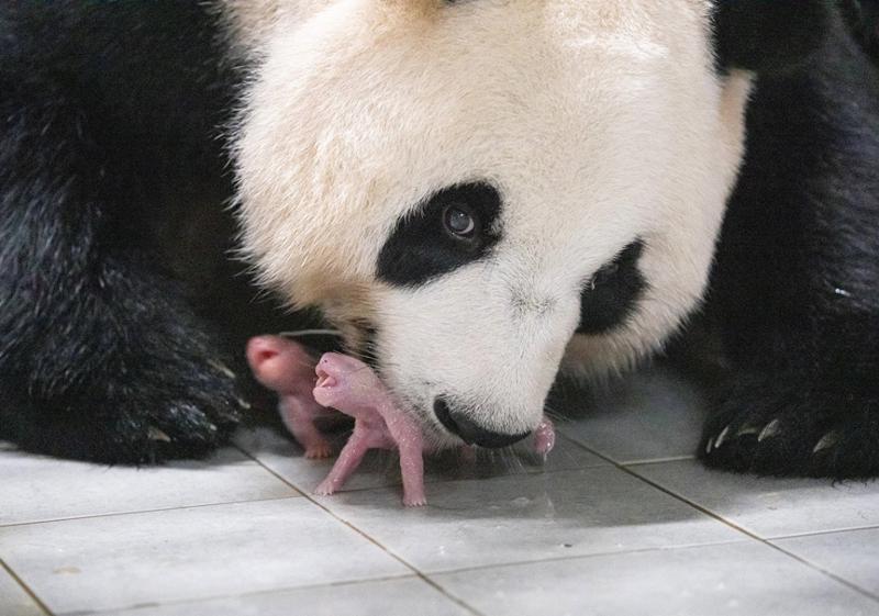 A photo of mother giant panda Ai Bao with her twin babies Rui Bao and Hui Bao shortly after their birth on July 7 has made the list of the year's top 100 photos by Time magazine of the U.S. (Samsung C&T)