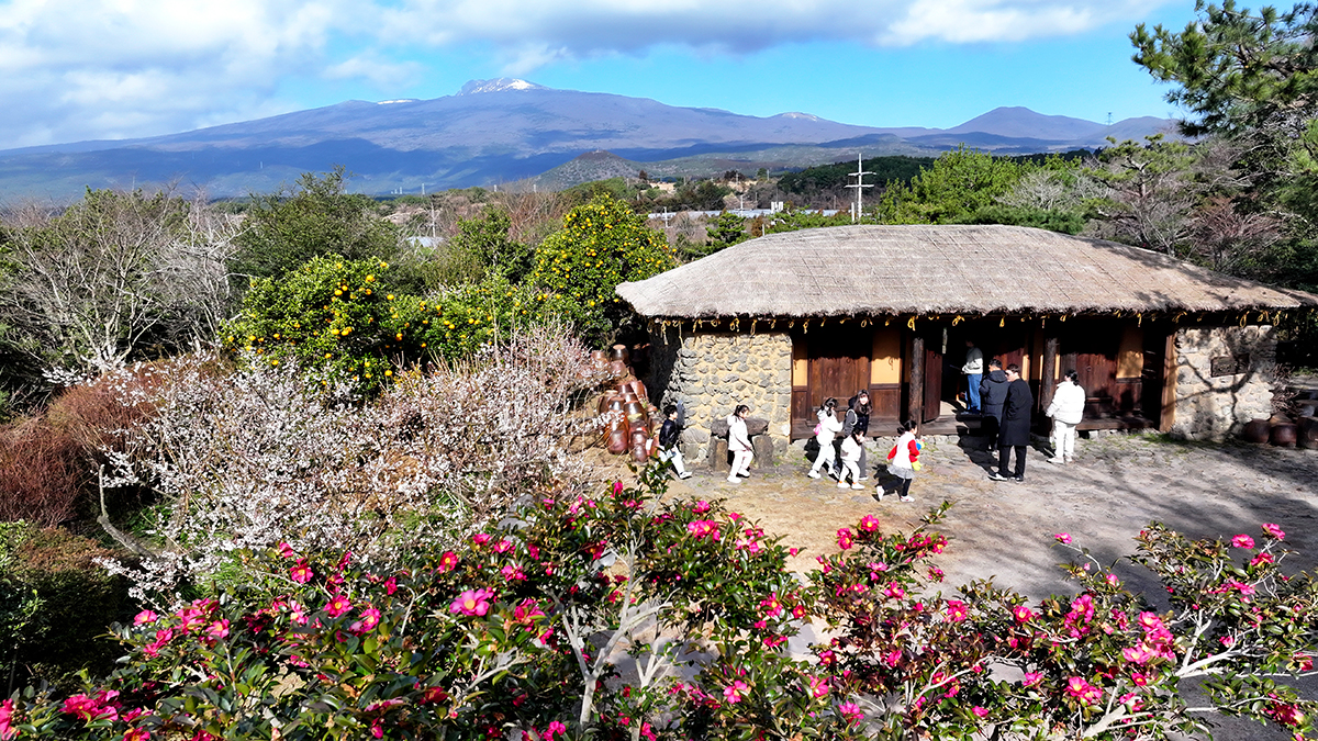 Visitors at Hueree Natural Park in the town of Namwon-eup in Seogwipo, Jeju Island, on Feb. 13 look at a tourist attraction surrounded by camellias and plum flowers.