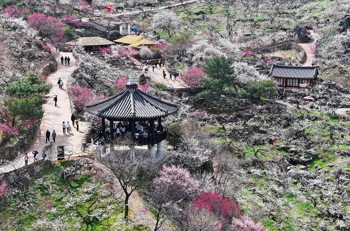 Visitors to Gwangyang Maehwa (Plum Blossom) Village on March 6 look at maehwa ahead of spring in Daap-myeon Township of Gwangyang, Jeollanam-do Province. The annual Gwangyang Maehwa Festival will be held from March 8-17 under the theme 