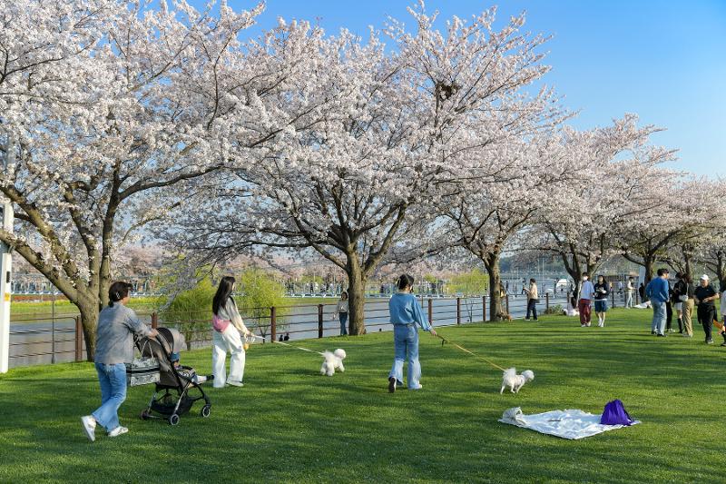 The Ministry of Culture, Sports and Tourism and Korea Tourism Organization on March 5 announced their selection of Pocheon, Gyeonggi-do Province, and Suncheon, Jeollanam-do Province, as the country's two cities for pet-friendly tourism. Seen are people walking their dogs on Green Island in Suncheon. (Ministry of Culture, Sports and Tourism)