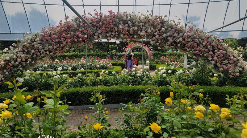 Visitors can see about 60 types of roses at Rose Garden of International Horticulture Goyang Korea 2024. 
