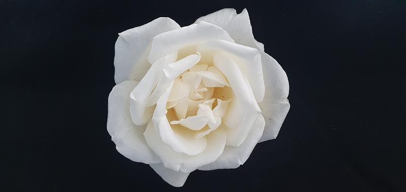 The rose breeding line 15R12-2 was used for the groundbreaking research by the Rural Development Administration. 