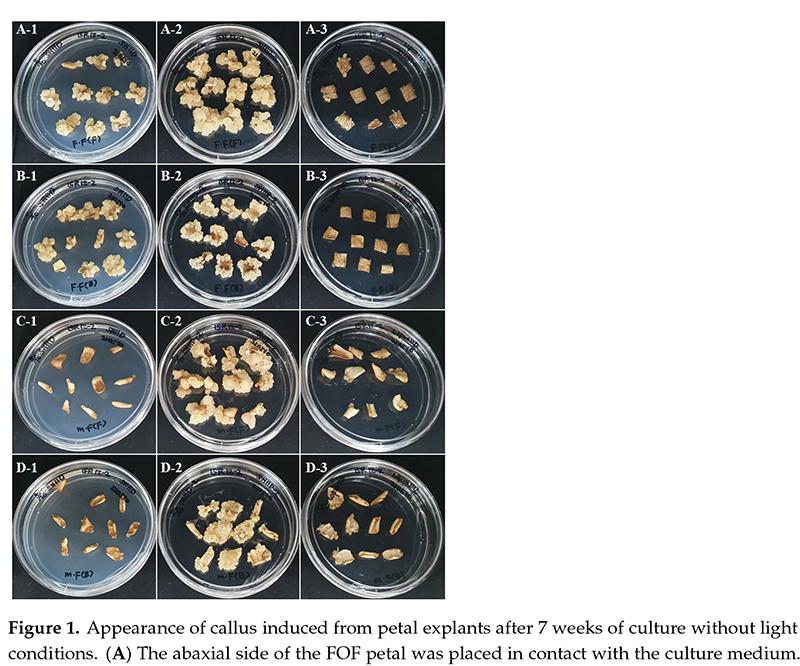 The global academic journal Plants in its December 2023 issue introduces the Rural Development Administration's study on technology for plant callus induction. Shown in the photos are changes over seven weeks in the process of creating conditions for inducting plant callus in rose petals. 