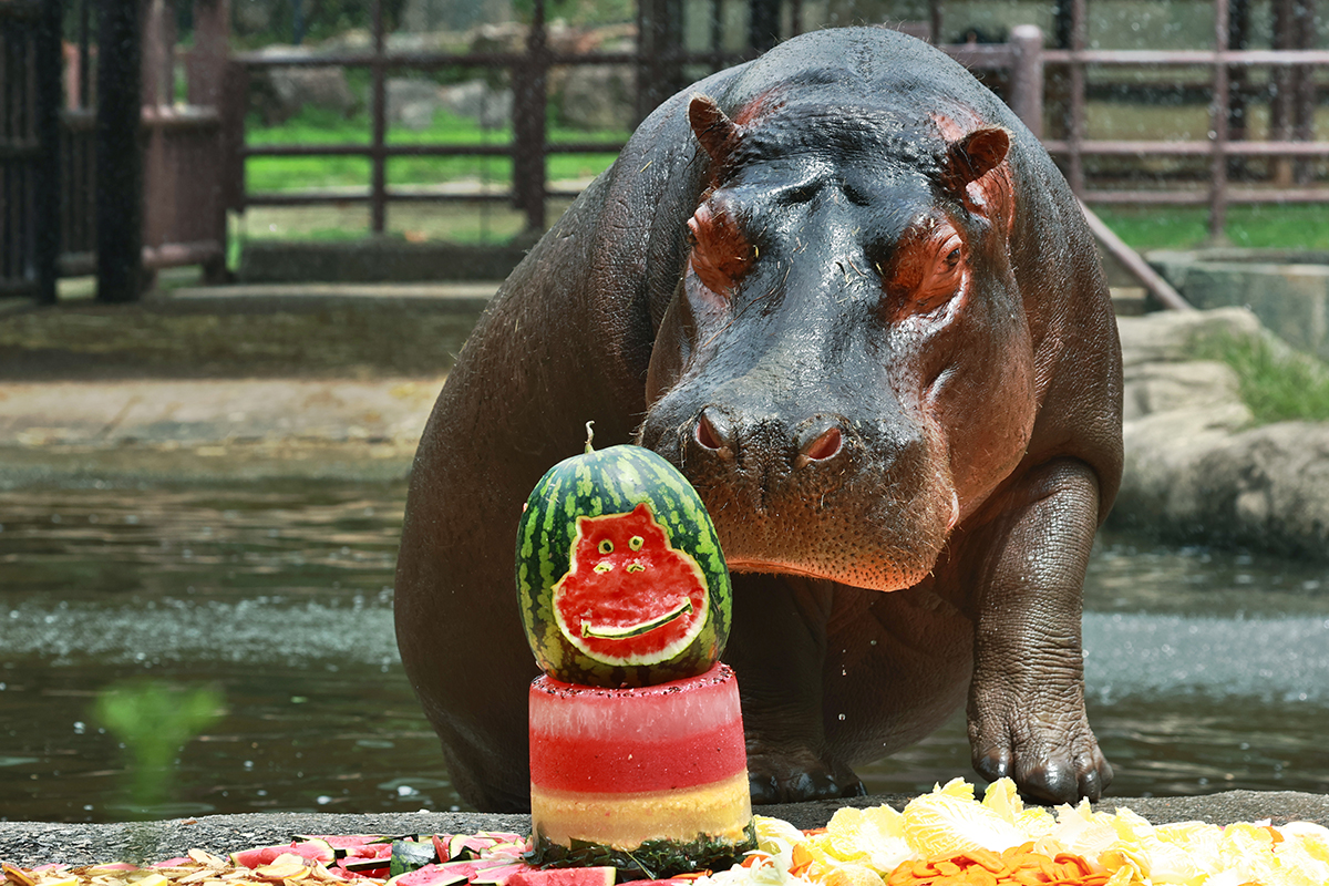 A hippopotamus on July 25, or jungbok, one of the country's three hottest days of summer according to the lunar calendar, eats a cake made with slightly frozen fruit.