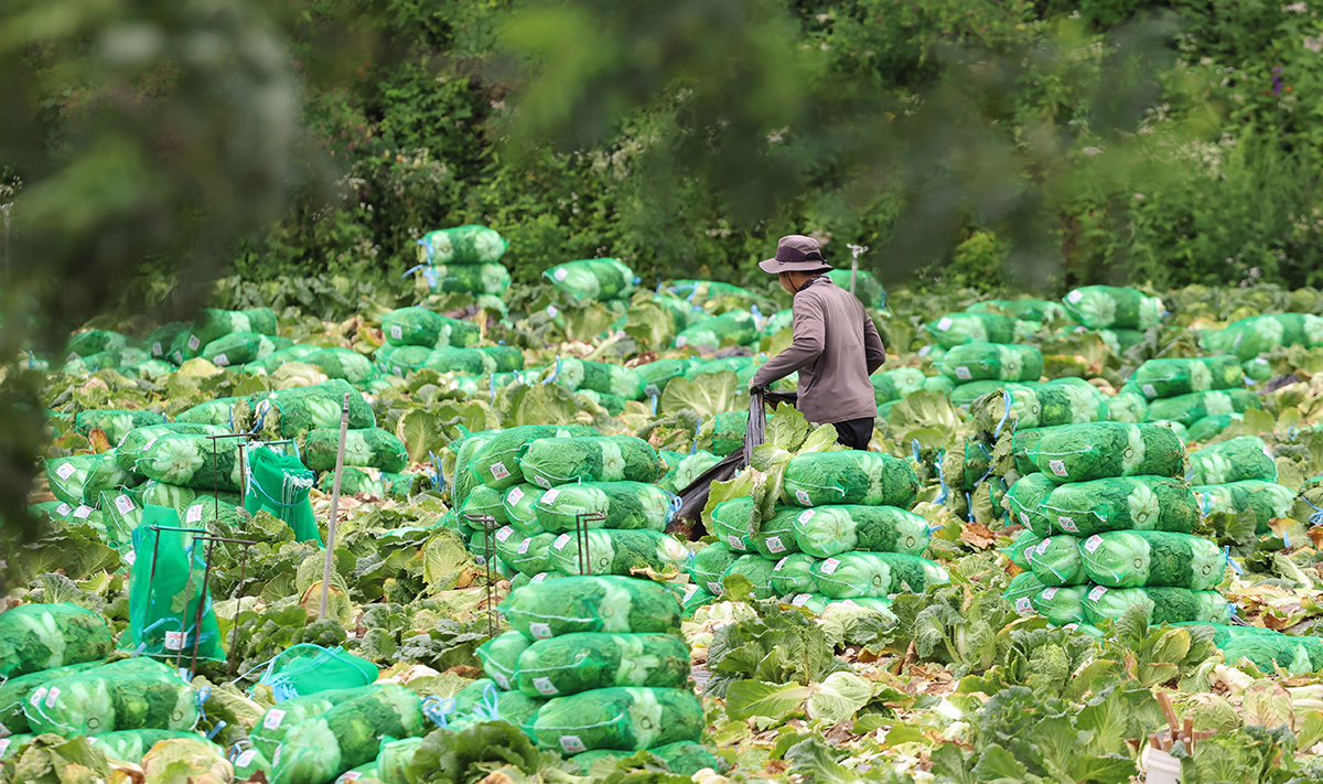 A worker on July 29 harvests summer cabbage at a cabbage field around Daegwallyeong Pass in Pyeongchang-gun County, Gangwon-do Province.