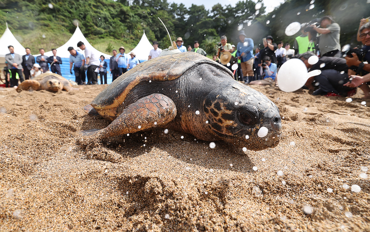 A sea turtle on the morning of Aug. 28 heads toward the sea during an event for the release of nine turtles at Jungmun Saekdalhaebyeon Beach in Seogwipo, Jeju Island. Five of the turtles were born through an artificial breeding program supported by the Ministry of Oceans and Fisheries, while the other four were rescued and treated.