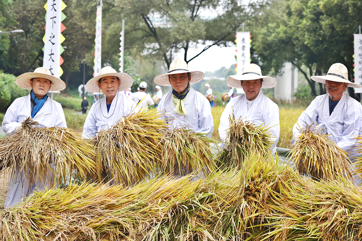 Farmers on Oct. 15 demonstrate rice harvesting techniques at a related interactive event held at Yangjaecheon Stream Rice Farming Learning Center in Seoul's Gangnam-gu District. Two hundred district residents including preschool and elementary school students attended to experience traditional culture and learn about the stream's ecological value.