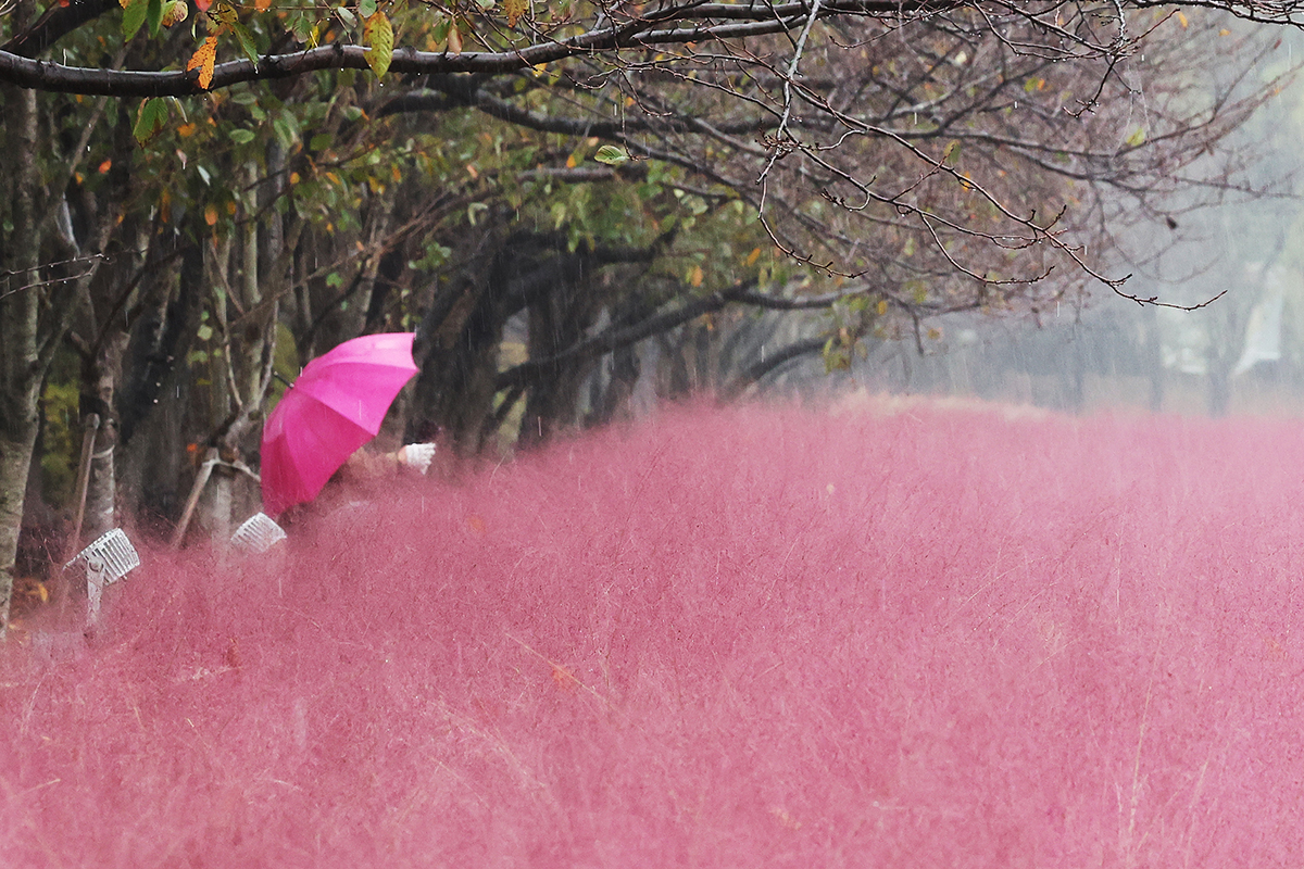 A visitor to Siheung Gaetgol Eco Park in Siheung, Gyeonggi-do Province, on Oct. 18 takes photos of pink muhly grass. 