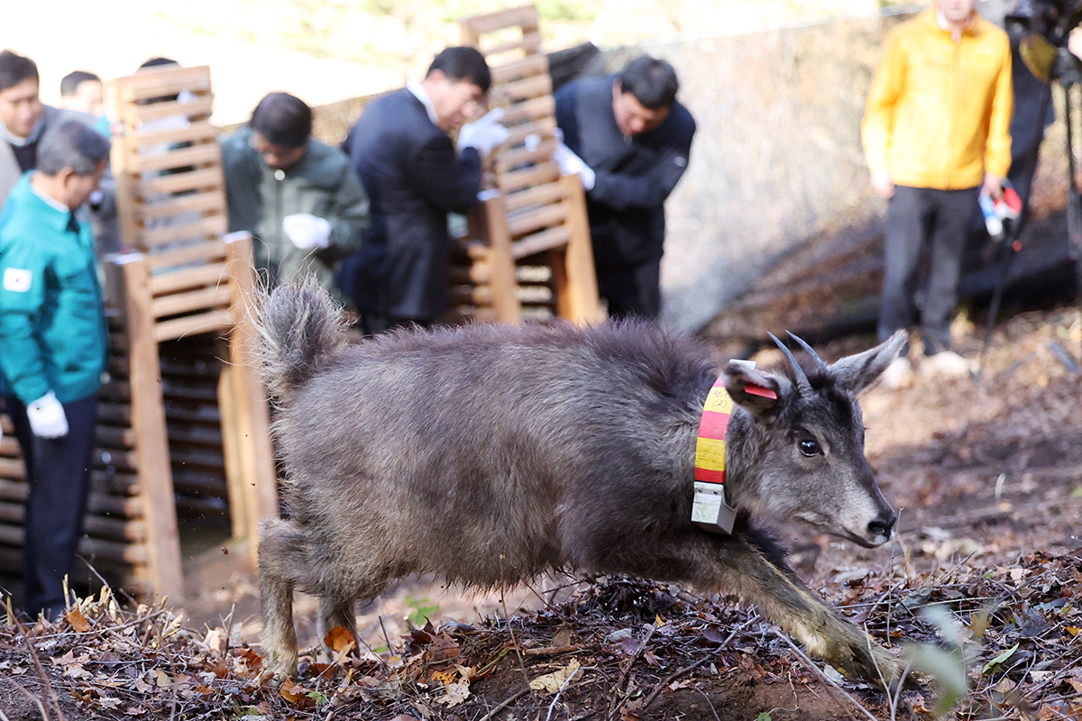 Endangered mountain goats on Oct. 31 are released to the wild in civilian-controlled zones in the village of Weolun-ri of Dong-myeon Township in Yanggu-gun County, Gangwon-do Province. Designated natural monuments and a Class 1 endangered species, the goats released that day comprised a couple rescued in winter last year and another bred at the center. 