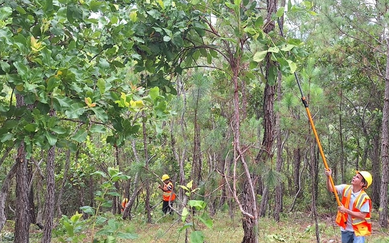 The photo shows a forest restoration site that is part of an overseas development assistance program between Korea and Honduras. (Korea Forest Service)  