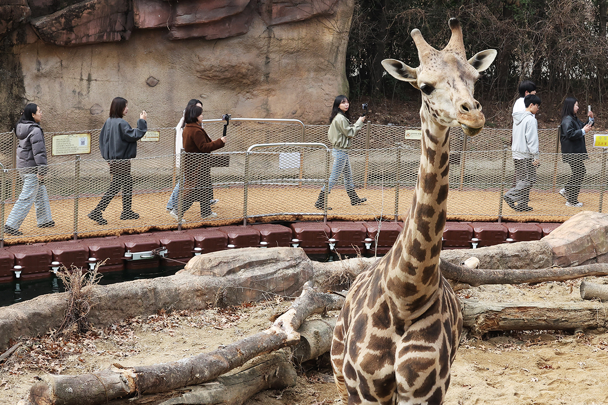 Employees at the theme park Everland in Yongin, Gyeonggi-do Province, on March 20 go on River Trail Adventure, a walking safari exploration program to open the next day.