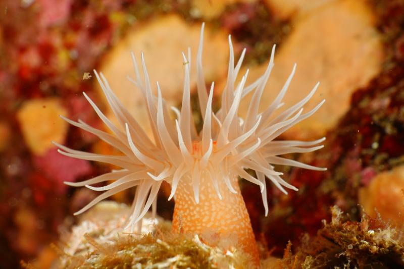 The Ministry of Environment on March 4 announced its development of an antimicrobial peptide using Halcurias carlgreni, a native sea anemone (pictured) mostly found in waters off Jeju Island, that kills antibiotic-resistance bacteria.  