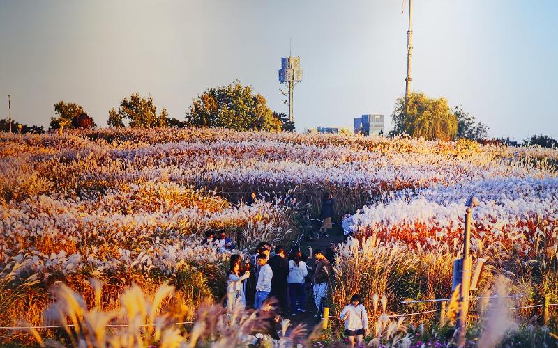 Haneul Park, famous for hosting the annual Seoul Silver Grass Festival, used to be a large landfill until 1993. (Seobu Parks & Landscape Management Office)
