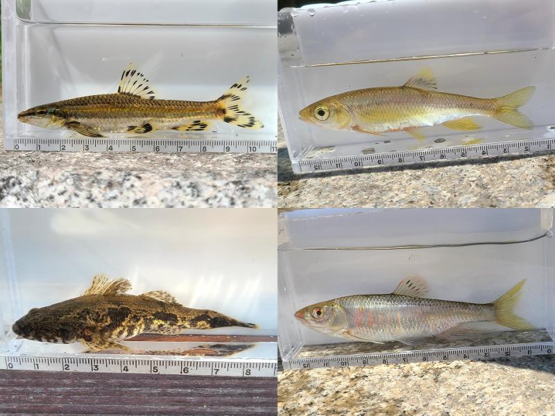 Clockwise from top left are shiri, Korean chub, minnow and Korean spotted sleeper.