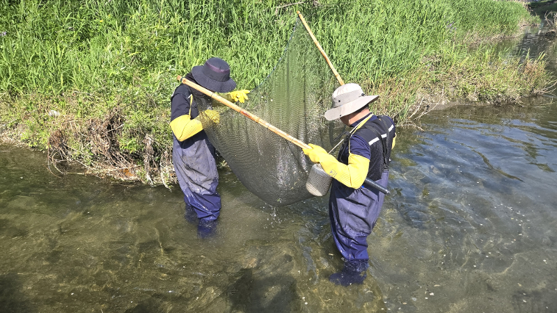 A study from April 29-30 used skimming nets to research freshwater fish in Seoul's Cheonggyecheon Stream. 