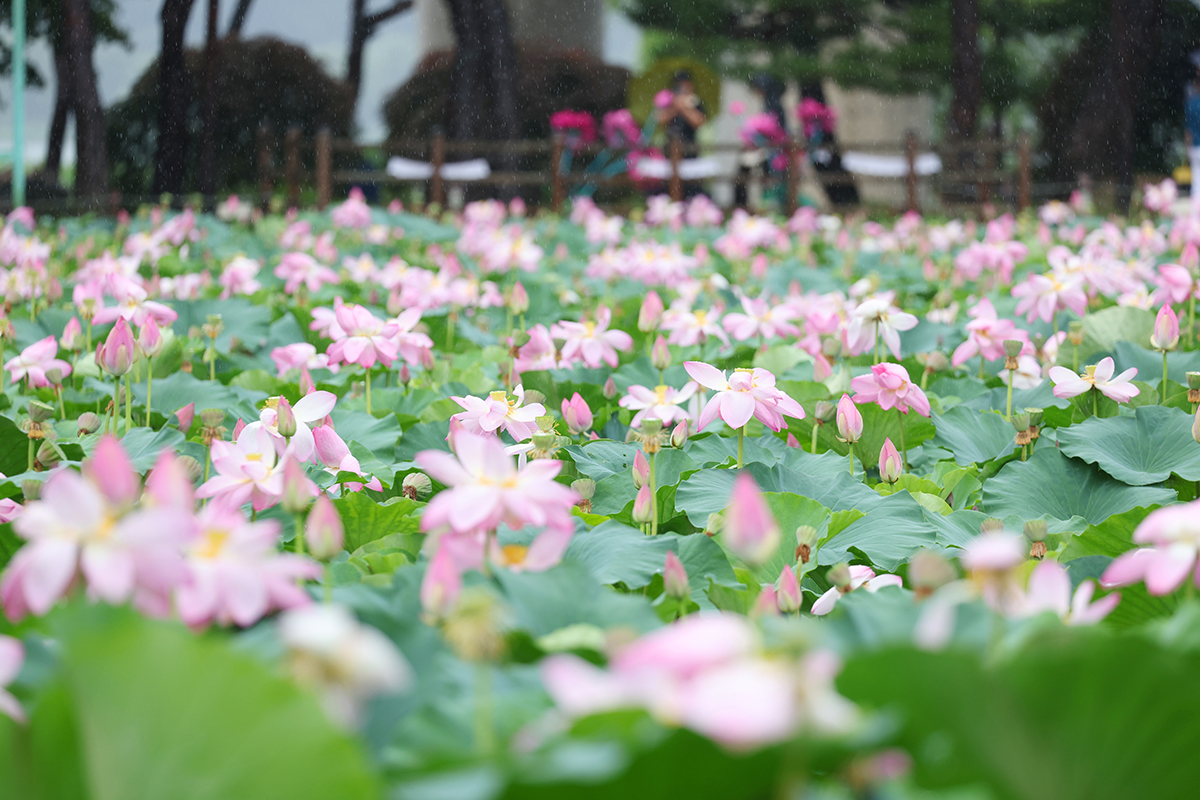 Visitors to the Semiwon Lotus Cultural Festival, which runs through Aug. 10, on July 14 take photos with their smartphones of the flowers amid rain at Semiwon, a botanical garden in Yangpyeong-gun County, Gyeonggi-do Province.