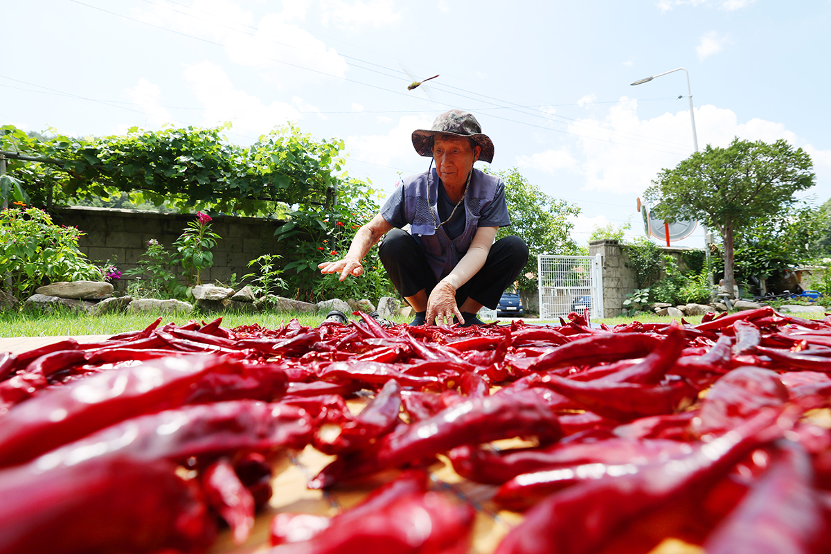 A farmer on Aug. 7 dries red chili peppers on Ipchu, one of Korea's 24 traditional solar terms under the lunar calendar that signals the end of summer and the start of fall, at a farm in Inje-gun County, Gangwon-do Province.