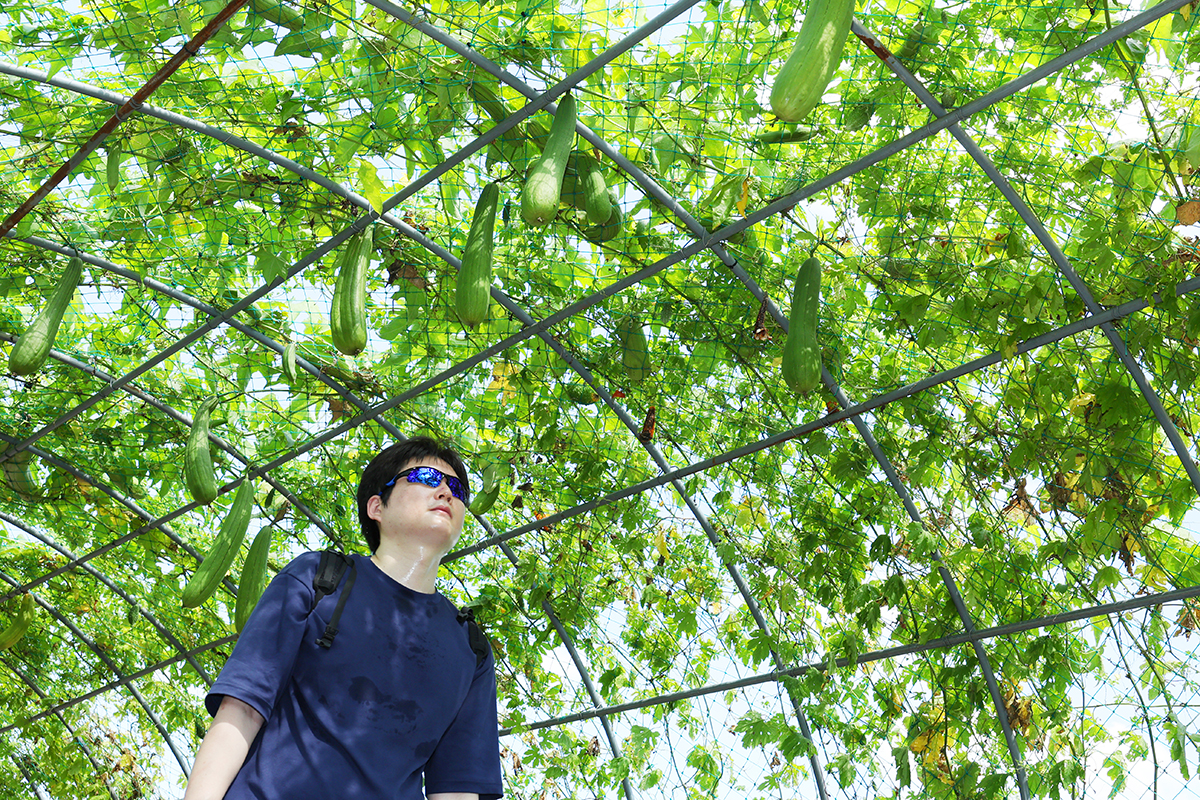 A visitor on Aug. 22 walks through Susemi Tunnel on the day before Cheoseo, one of the nation's 24 traditional solar terms that signals the start of fall, at Haneul Park in Seoul's Mapo-gu District. 