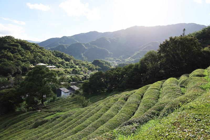Green tea field in Hadong-gun County, Gyeongsangnam-do Provinc 