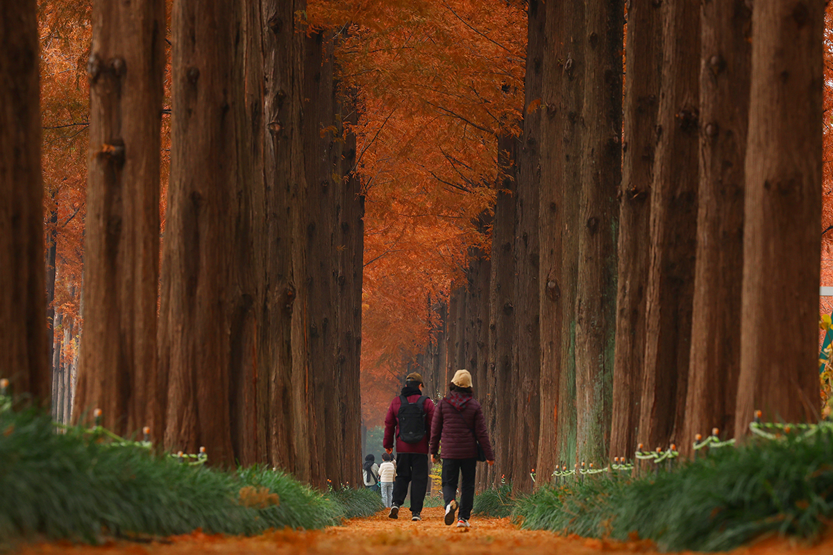 Visitors to Metasequoia Forest Park on Nov. 23 take in the late autumn atmosphere at Haneul (Sky) Park in Seoul's Mapo-gu District.