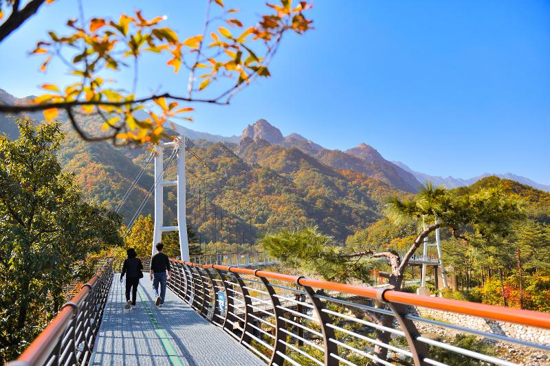 Seorak Fragrance Road in Sokcho, Gangwon-do Province, showcases brilliant autumn colors along the foothills of Seoraksan Mountain. (Sokcho City Hall) 