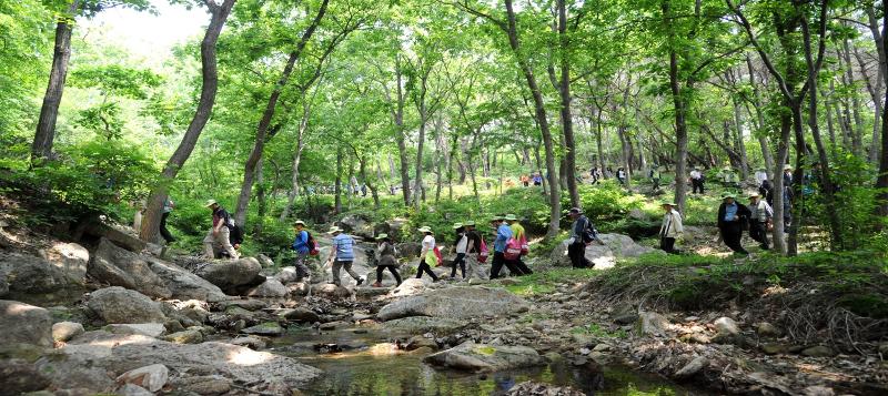Hikers walk along the Dullegil trail of Jirisan Mountain spanning the provinces of Gyeongsangnam-do and Jeollabuk-do.  