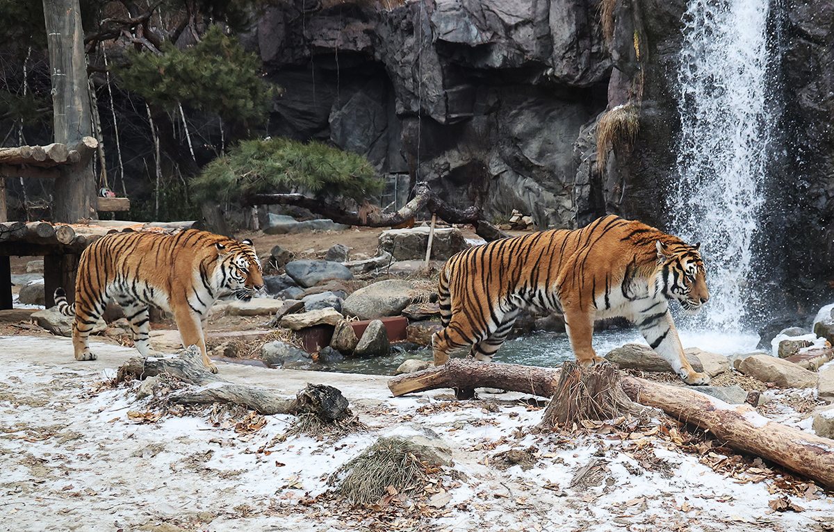 Korean (Siberian) tigers on Jan. 15 walk on snow amid milder winter weather at the nation's largest amusement park Everland in Yongin, Gyeonggi-do Province.