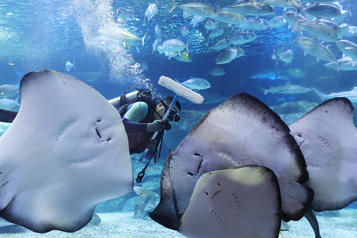 A staff member on Jan. 19 cleans a tank packed with marine life at Aqua Planet Gwanggyo in Suwon, Gyeonggi-do Province.
