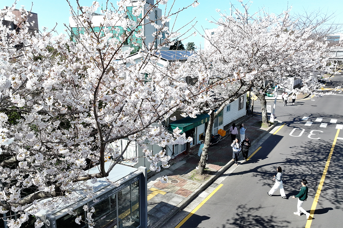 Cherry blossoms in full bloom on March 23 attract visitors in the Hogeun-dong neighborhood of Seogwipo, Jeju Island.