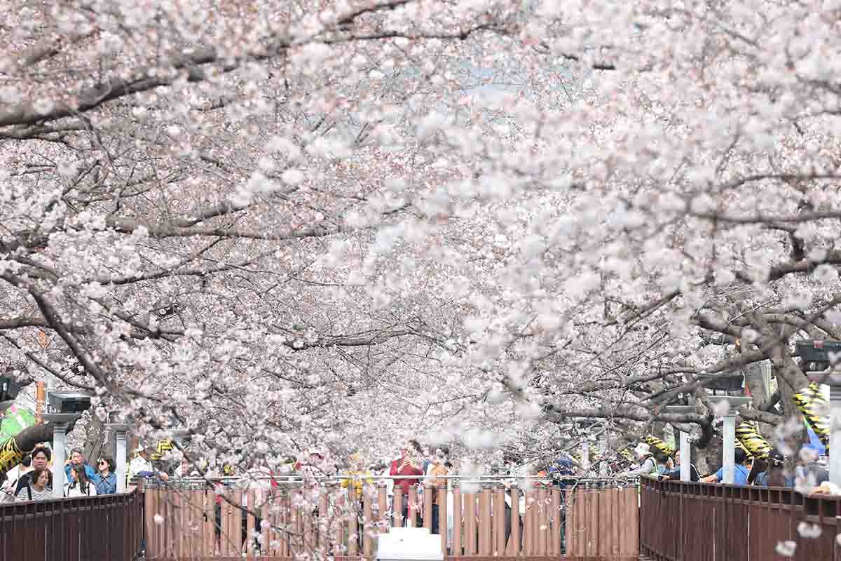 Visitors to the Yeojwacheon Stream area of Jinhae-gu District in Changwon, Gyeongsangnam-do Province, on the afternoon of March 27 enjoy a spring atmosphere with cherry blossoms.