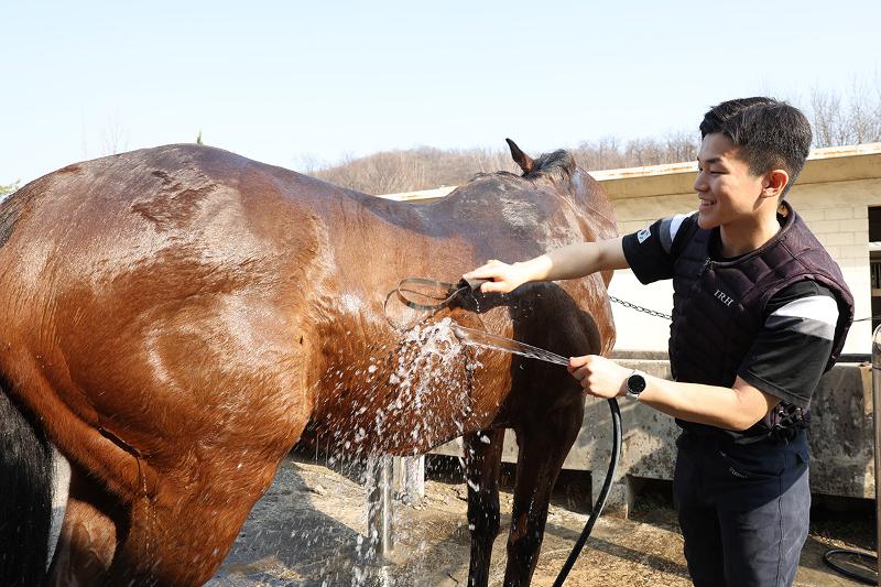 육군사관학교 군마대