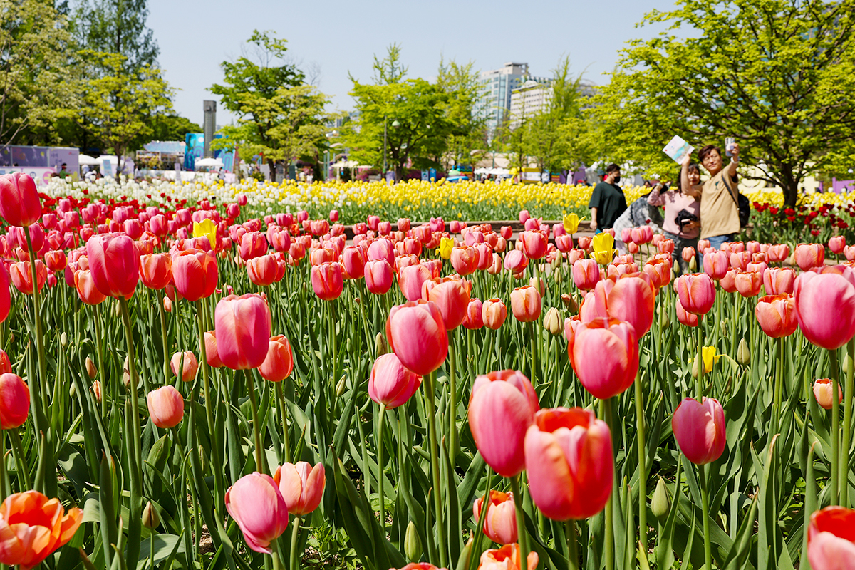 Visitors on April 30 take a selfie in the spring atmosphere surrounded by colorful flowers at this year's International Horticulture Goyang Korea around Ilsan Lake Park in Goyang, Gyeonggi-do Province.