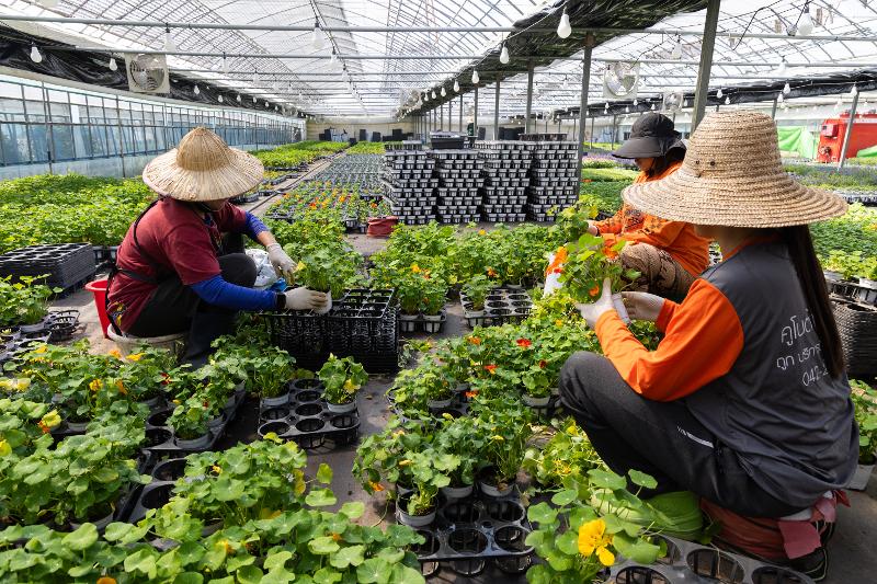 The Ministry of Employment and Labor on April 17 signed a memorandum of understanding on boosting the rights of migrant workers with four pro-labor organizations at the Seoul Regional Office of Employment and Labor. Shown are migrant workers at a flower farm in Deogyang-gu District of Goyang, Gyeonggi Province. (Yonhap News)
