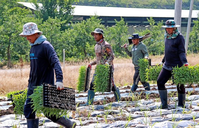 The Cabinet on May 6 voted to exempt short-term seasonal workers from abroad on the E-8 work visa from paying for long-term geriatric care insurance. Shown are such laborers at a cornfield in Goesan-gun County, Chungcheongbuk-do Province. (Goesan County Office)    