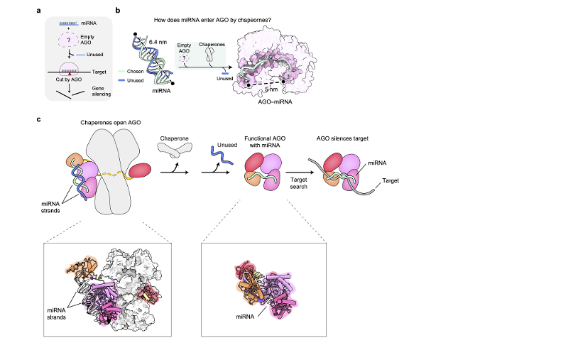 The diagram shows the process through which an Argonaute acquires the ability to suppress target genes. (Center for RNA Research at Institute for Basic Science) 