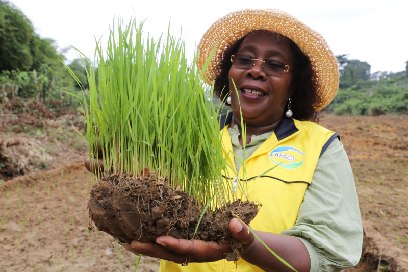 An official from the Korea-Africa Food and Agriculture Cooperation Initiative holds seedlings of Shei, a high-yielding rice variety developed in Gabon using a unified variety. (Rural Development Administration)  