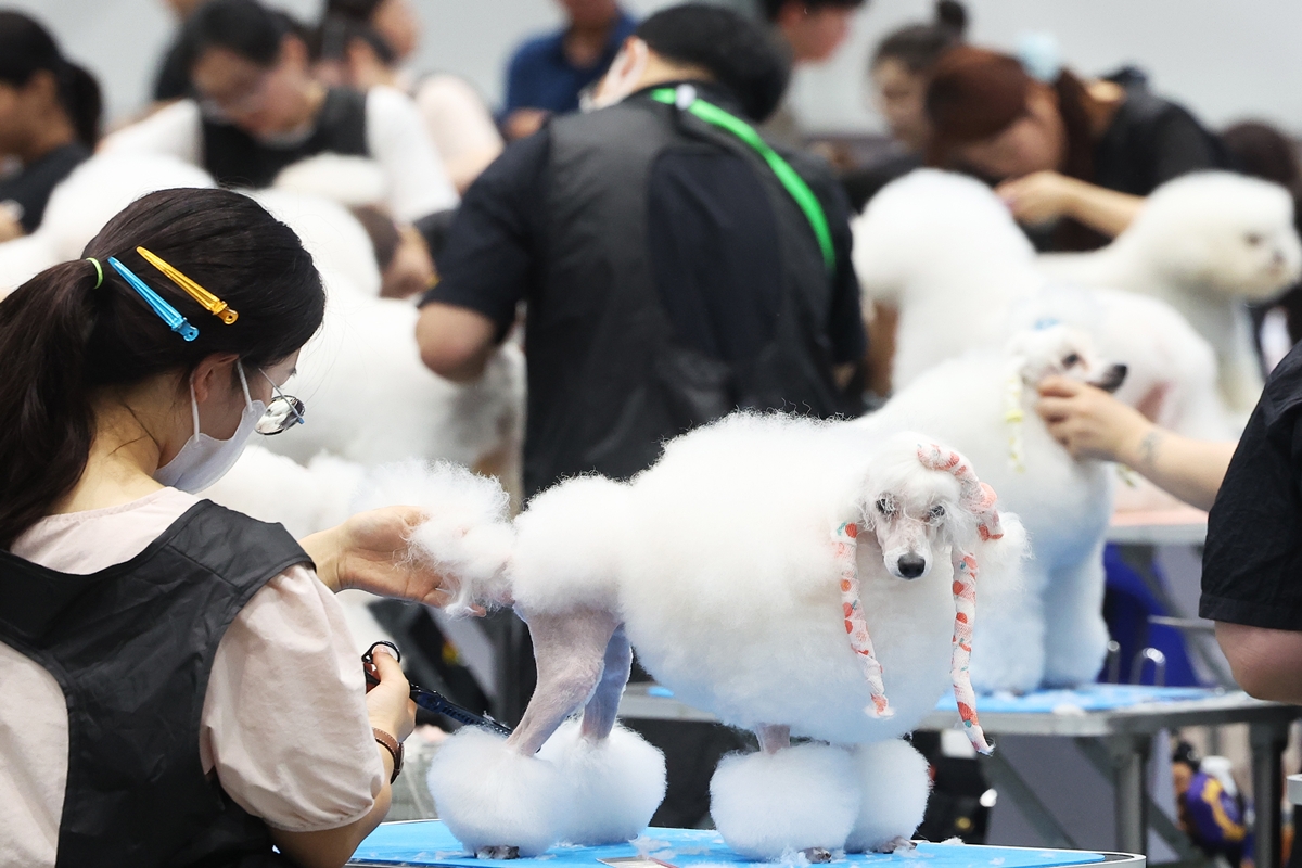 Competitors on July 23 show their skills at a dog grooming contest on July 23 at the Korea Grand Prix Dog Show held at the convention center Suwon Messe in Suwon, Gyeonggi-do Province.