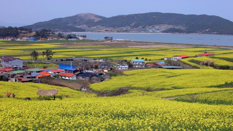 These canola flower fields and Deungnyang Bay are in the Seonhak-dong neighborhood of the township of Hoejin-myeon in Jangheung-gun County, Jeollanam-do Province. (Jangheung-gun Office).
