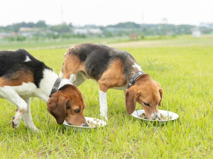 Incheon's newly opened pet welfare center aids adoption, training