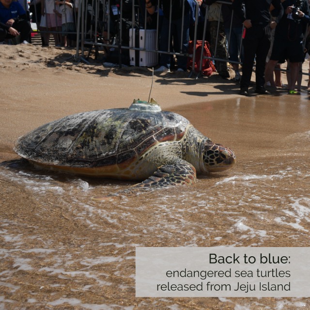 Back to blue: endangered sea turtles released from Jeju Island 🐢🌊