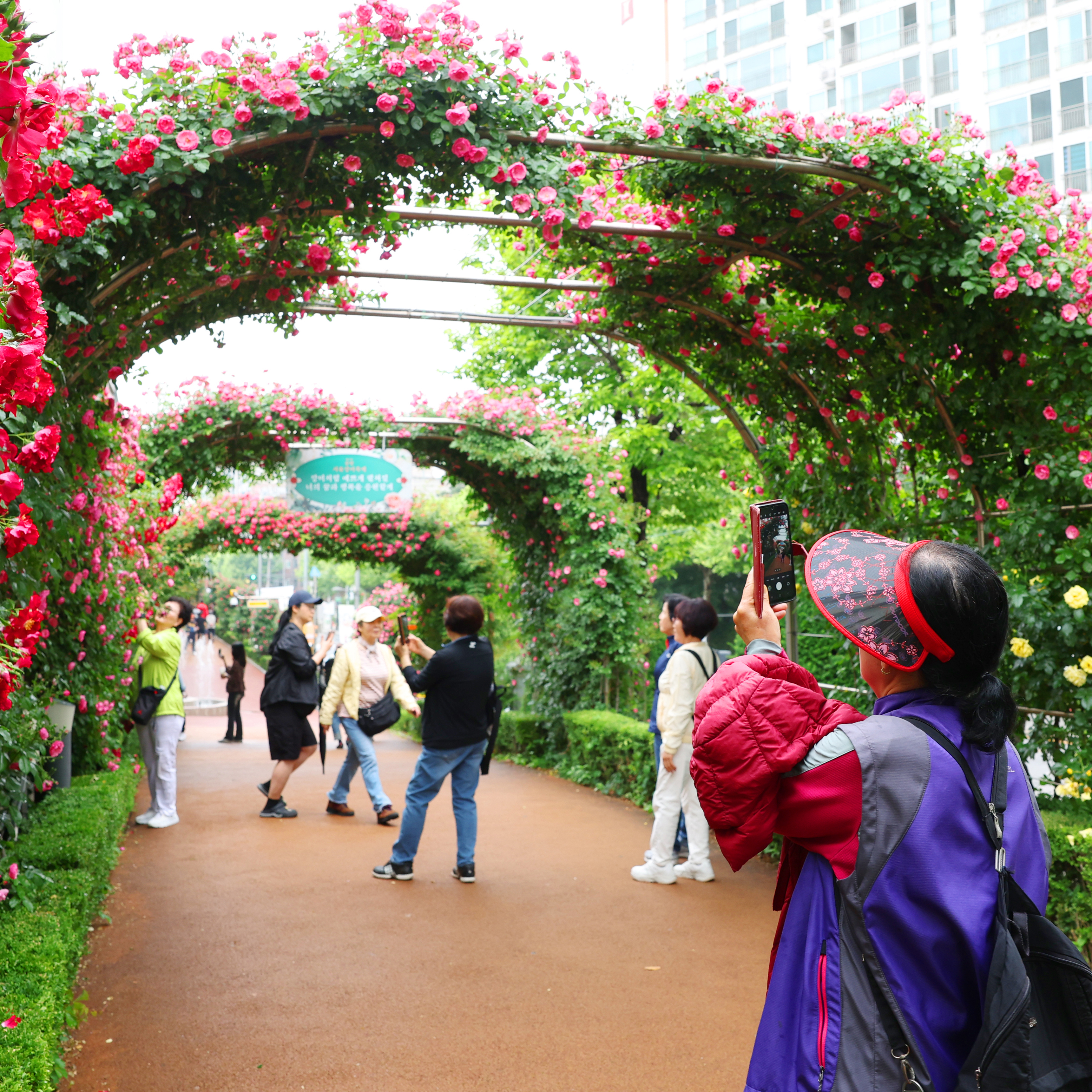 2025 Jungnang Seoul Rose Festival