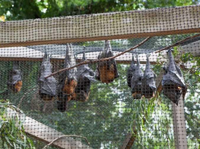 Bat organoid platform developed to prep for another pandemic